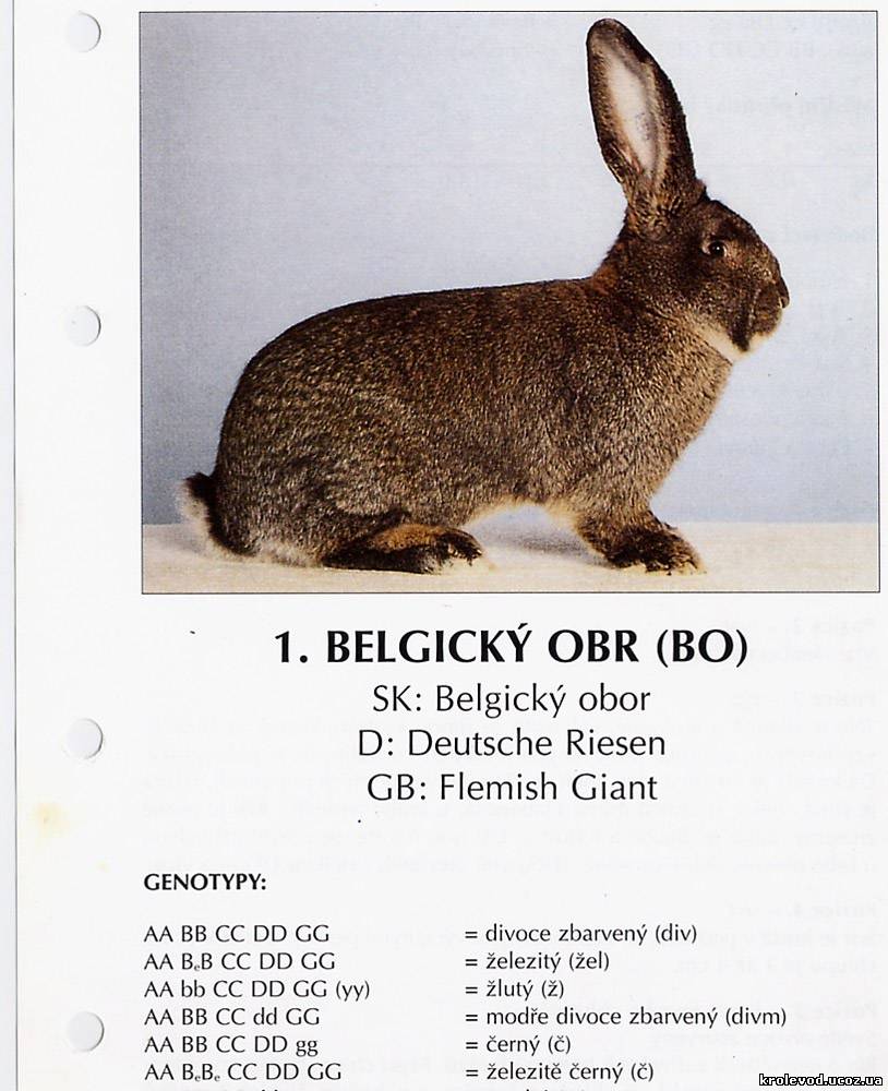 Вес порода кроликов. Название пород кроликов. Породы кроликов среднего размера. Чешский кролик. Каталог стандарт породы кроликов.