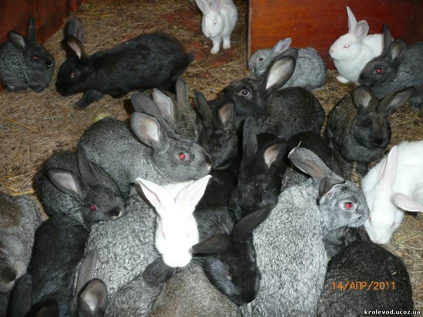 Кролик как отличить. Разные породы кроликов. Кролики разных возрастов. Крольчата в разном возрасте. Крольчонок девочка мальчик.